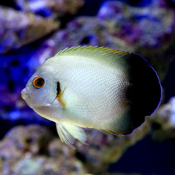 （海水魚）ヤッコ　ナメラヤッコ　Ｍサイズ（１匹）