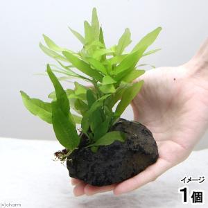 チャーム（charm） （水草）ミクロソリウムsp．スモールリーフ（水中