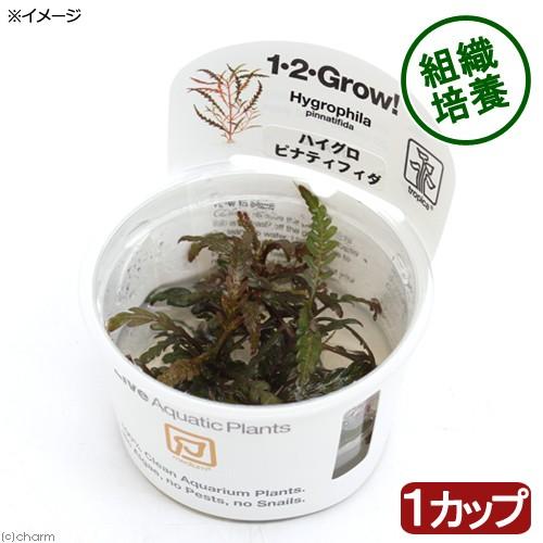 （水草）組織培養１−２−ＧＲＯＷ！　ハイグロフィラ　ピンナティフィダ　トロピカ製（無農薬）（１カップ...