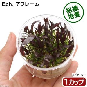 （水草）組織培養　エキノドルス　アフレーム（無農薬）（１カップ）