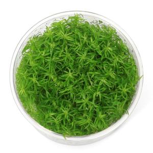水草）ポゴステモン ステラータ ベリークリーク （水上葉）（無農薬