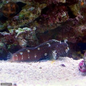 （海水魚）スターリーブレニー　Ｓサイズ（１匹）　北海道・九州航空便要保温