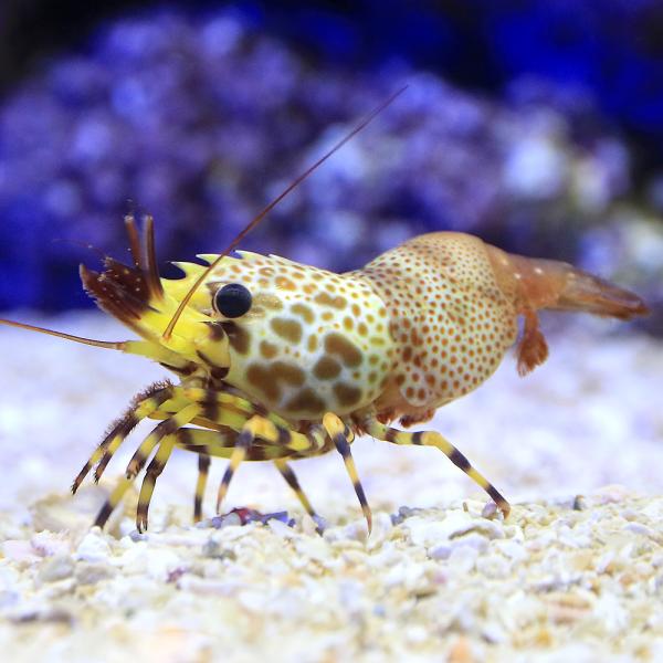 （海水魚）エビ　オカピシュリンプ（１匹）