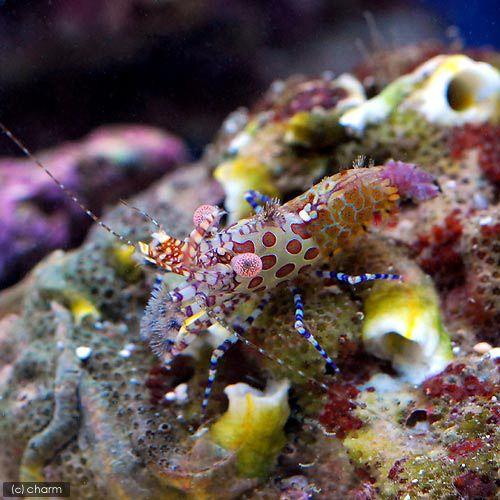 （海水魚）エビ　ソメワケサンゴモエビ（１匹）
