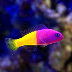 （海水魚）バイカラードティーバック（１匹）