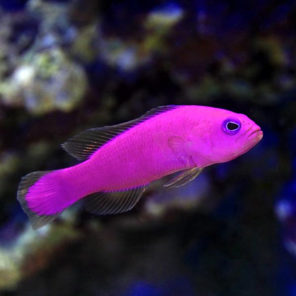 （海水魚）クレナイニセスズメ（１匹）