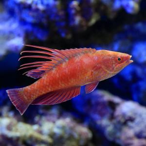 （海水魚）スカーレットフィンラス（１匹）　北海道・九州航空便要保温