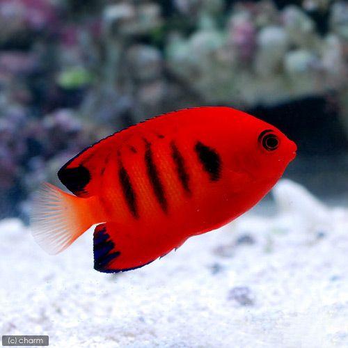 （海水魚）ヤッコ　マーシャル産　フレームエンゼル（１匹）　北海道・九州航空便要保温