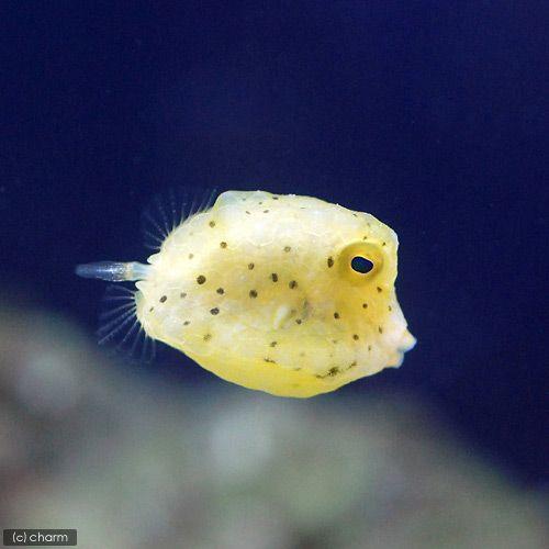 （海水魚）コンゴウフグ　ＳＳサイズ（１匹）　北海道・九州航空便要保温