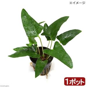 チャーム（charm） （水草）アヌビアス バルテリー ブロードホワイト