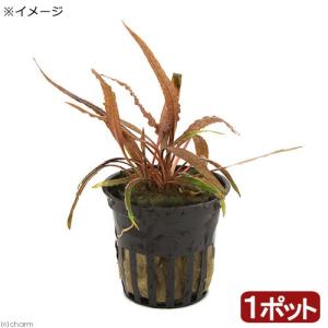 水草 国産マリモ 1個入り 無農薬 まりも お手軽 インテリア 育成簡単