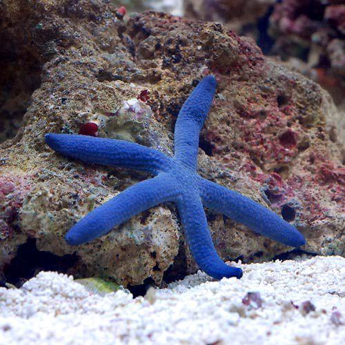 （海水魚）ヒトデ　アオヒトデ（１匹）　北海道・九州航空便要保温