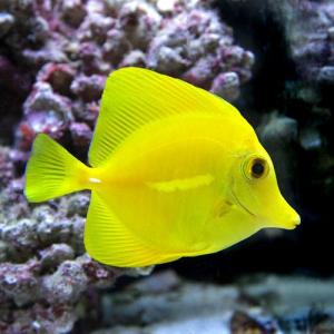 （海水魚）キイロハギ（１匹）