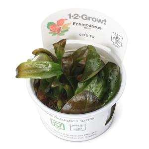チャーム（charm） （水草）組織培養GROWOW！ ポゴステモン