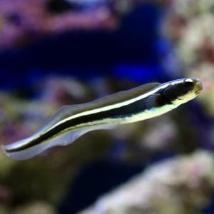 （海水魚）コンビクトブレニー（１匹）　北海道・九州航空便要保温