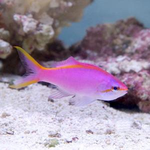 (海水魚)パープルクィーンアンティアス(1匹)...の詳細画像1