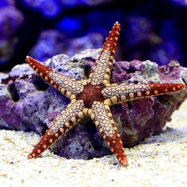 （海水魚）ヒトデ　ジュズベリヒトデ（１匹）　北海道・九州航空便要保温