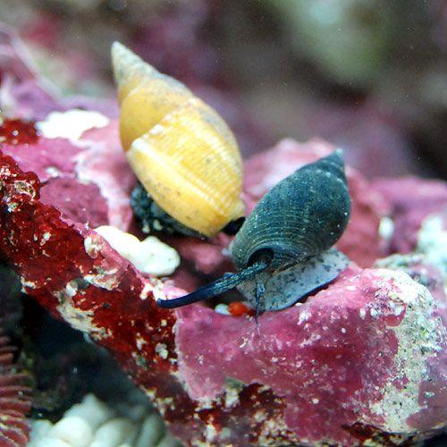 （海水魚）貝　シイノミヨウバイ（１匹）　北海道・九州航空便要保温