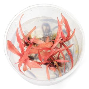 水草）プチ溶岩石付き ブセファランドラsp．ゴジラ（クダガンレッド