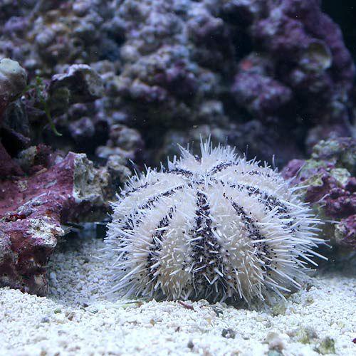 （海水魚）ウニ　シラヒゲウニ　ミックスカラー（１匹）　北海道・九州航空便要保温