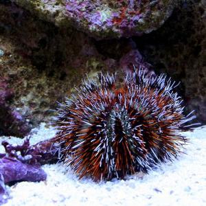 (海水魚)ウニ シラヒゲウニ ミックスカラー(...の詳細画像1