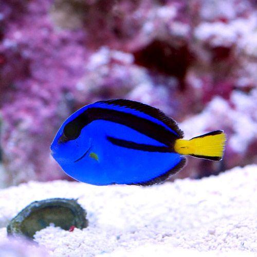 （海水魚）バリ産　ナンヨウハギ　Ｍサイズ（１匹）　北海道・九州航空便要保温