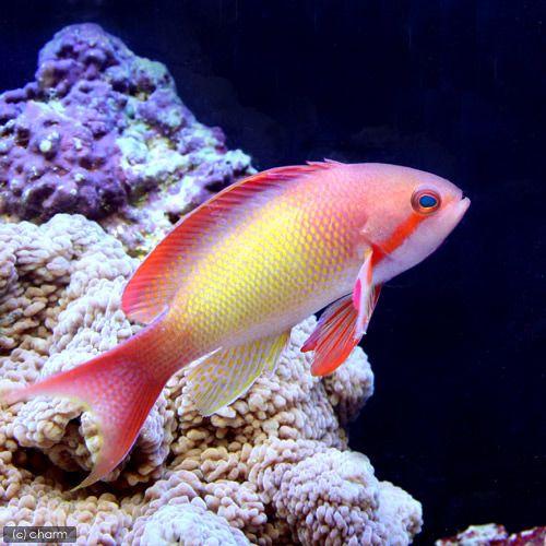 （海水魚）インドキンギョハナダイ　オス（１匹）　北海道・九州航空便要保温