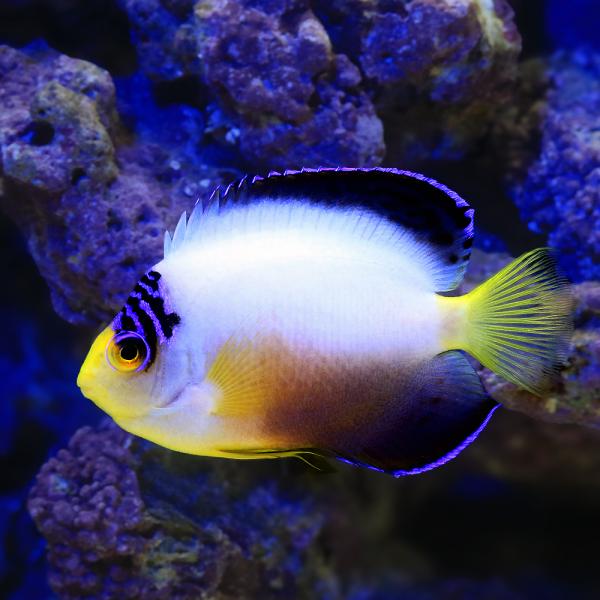 （海水魚）ヤッコ　マルチカラーエンゼル（１匹）