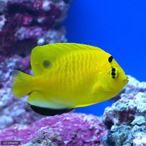 （海水魚）ヤッコ　シテンヤッコ　Ｓサイズ（１匹）