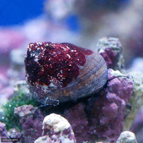 （海水魚）貝　シッタカ貝（バテイラ）　Ｓサイズ　コケの掃除（１匹）