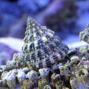 (海水魚)貝 ターボスネール コケの掃除(1匹)...の商品画像