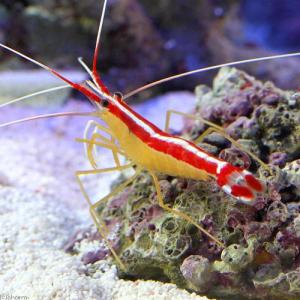 （海水魚）エビ　スカンクシュリンプ　Ｍサイズ（１匹）　北海道・九州航空便要保温