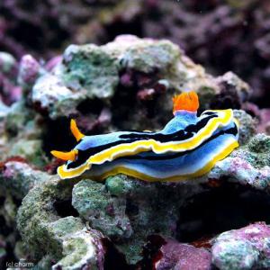 (海水魚)ウミウシ アンナウミウシ(1匹) 北...の詳細画像1