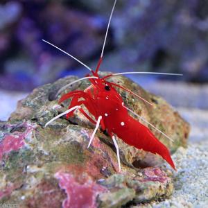 (海水魚)エビ スリランカ産 ホワイトソックス...の詳細画像1