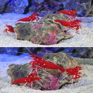 (海水魚)エビ スリランカ産 ホワイトソックス...の詳細画像2
