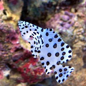 チャーム Yahoo!店