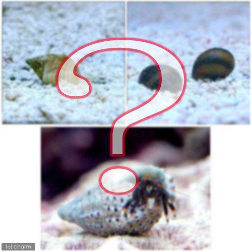 （海水魚）貝・ヤドカリ　クリーナーセット　Ｓサイズ　コケ・底砂の掃除（１セット）