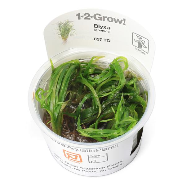 （水草）組織培養１−２−ＧＲＯＷ！　ブリクサ　ジャポニカ　トロピカ製（無農薬）（１カップ）