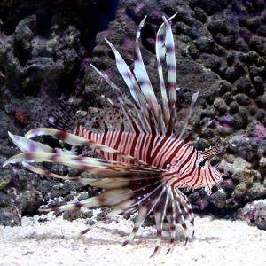 海水魚 ミノカサゴ ペット用品 生き物 の商品一覧 通販 Yahoo ショッピング