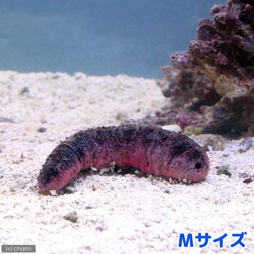 （海水魚）ナマコ　アカミシキリ　Ｍサイズ（１匹）　北海道・九州航空便要保温