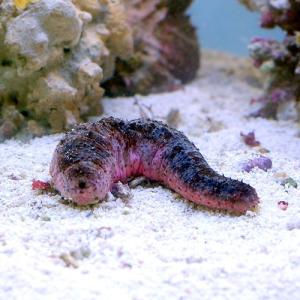 (海水魚)ナマコ アカミシキリ Mサイズ(1匹)の詳細画像1