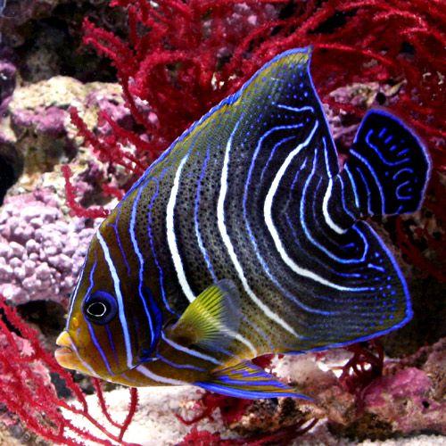 （海水魚）ヤッコ　サザナミヤッコ　半成魚（１匹）