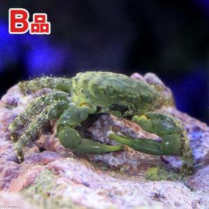 (海水魚)カニ (B品)エメラルドグリーンクラブ...の商品画像