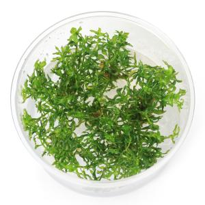 無農薬】ミクロソリウム本ナローリーフ ミニ溶岩石付き : AtWell