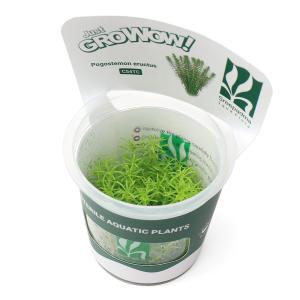 水草）ポゴステモン ステラータ ベリークリーク （水上葉）（無農薬