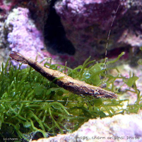 （海水魚）エビ　ウシエビ　Ｓサイズ（１匹）　北海道・九州航空便要保温