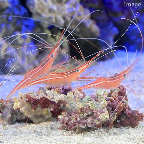 （海水魚）エビ　オキノスジエビ（１匹）　北海道・九州航空便要保温