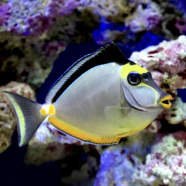 （海水魚）ミヤコテングハギ（１匹）