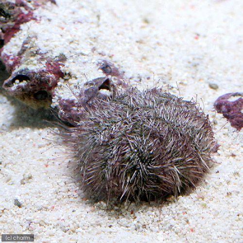 （海水魚）ウニ　バフンウニ　ミックスカラー（１匹）　北海道・九州航空便要保温