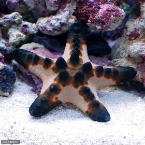 （海水魚）ヒトデ　コブヒトデ　Ｓサイズ（１匹）　北海道・九州航空便要保温